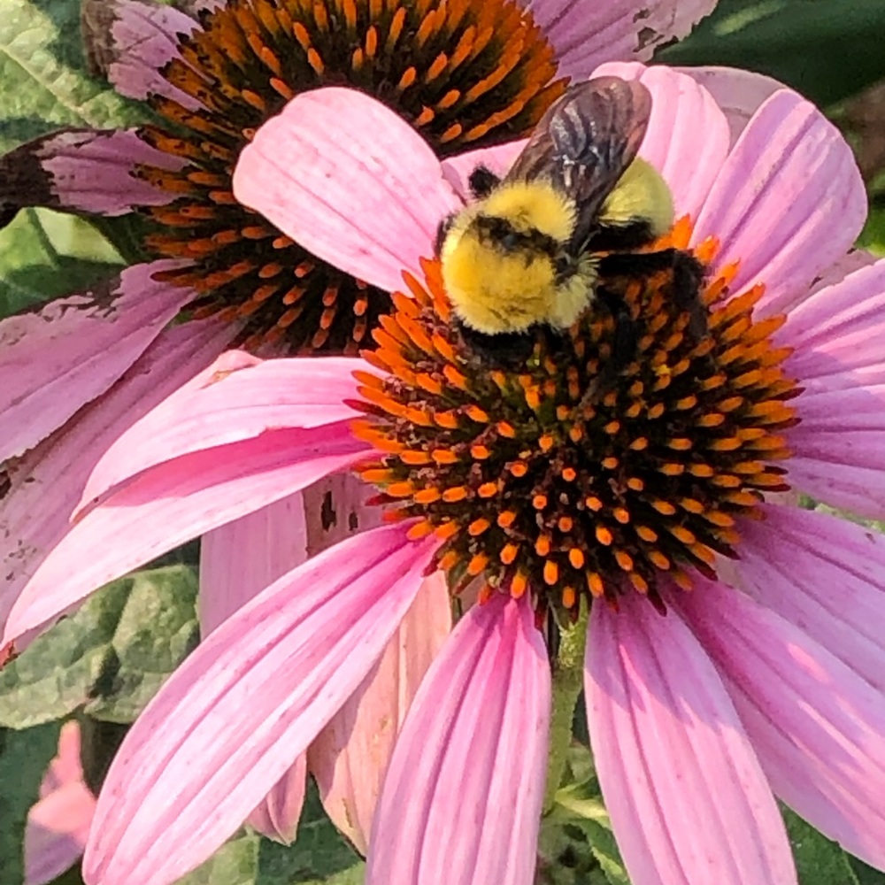 Meet your Posher, Paisley